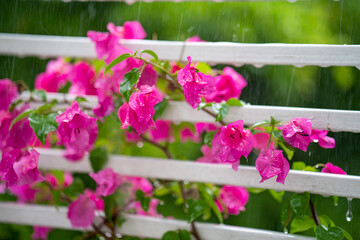 Close up Raindrops hit pink bougainvillea on rainy day.
