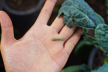 Little caterpillar on a man's hand. The male hand holds a lively caterpillar of bright green color....