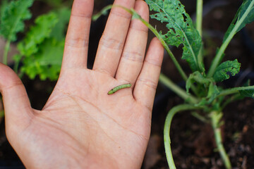 Little caterpillar on a man's hand. The male hand holds a lively caterpillar of bright green color....