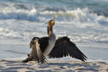 cormorant dries its plumage