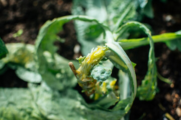 Stem cankers on kale. Green kale affected by phytophthora root or stem rot.
