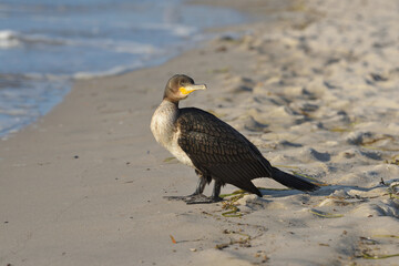 White-breasted cormorant