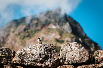 Bird resting on Stone in Machu Picchu