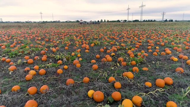 endless pumpkin patch tilt up drone flight