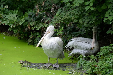 Curly pelican in the Moscow zoo