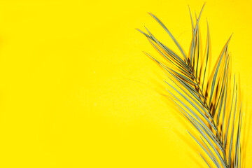 Green palm tree leaf isolated on yellow background 