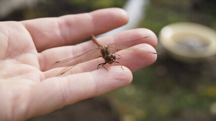 spider on a hand