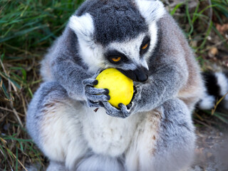 Ring-tailed lemur eats fruit. © VPales