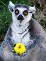 Ring-tailed lemur holds a fruit in its paws.