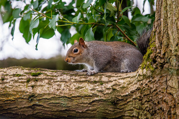 tree climbing nut burier grey squirrel native to the United States