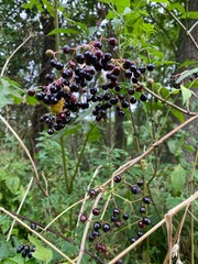 Holunderbeeren