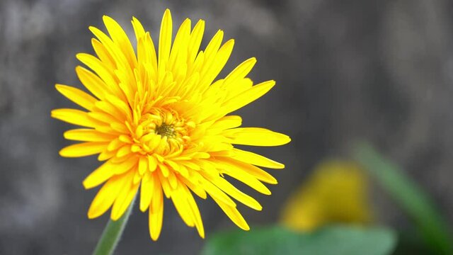 Single of Transvaal Daisy flower yellow color. To move in the wind.
