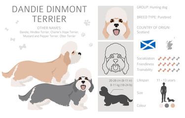 Dandie dinmont terrier clipart. Different poses, coat colors set