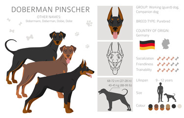 Doberman pinscher dogs clipart. Different poses, coat colors set - obrazy, fototapety, plakaty