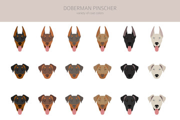 Doberman pinscher dogs clipart. Different poses, coat colors set - obrazy, fototapety, plakaty