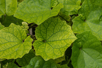 Green Leaves Texture Background