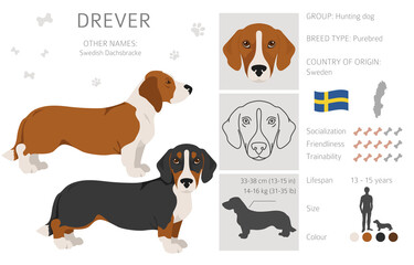 Drever clipart. Different poses, coat colors set