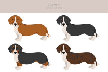Drever clipart. Different poses, coat colors set
