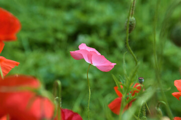 red poppy flower