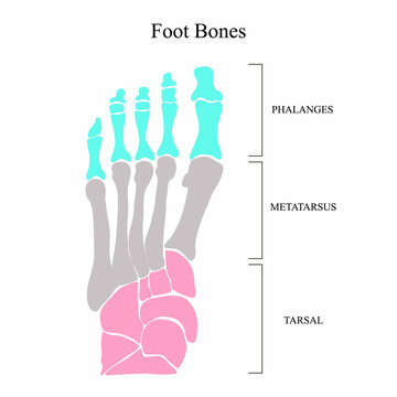 Anatomical structure of the bones of the foot. Vector illustration.