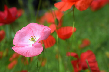Naklejka premium red poppy flowers