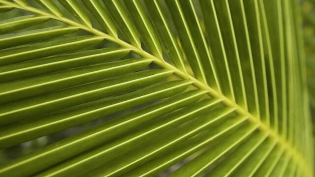 Super Macro Close Up of Green Coconut Palm Tree Leaf. Slider panning out
