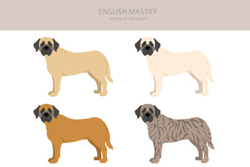 English mastiff clipart. Different poses, coat colors set