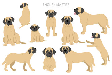 English mastiff clipart. Different poses, coat colors set - obrazy, fototapety, plakaty