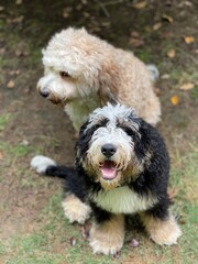 Bernedoodle mother and daughter 