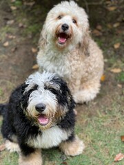 Bernedoodles