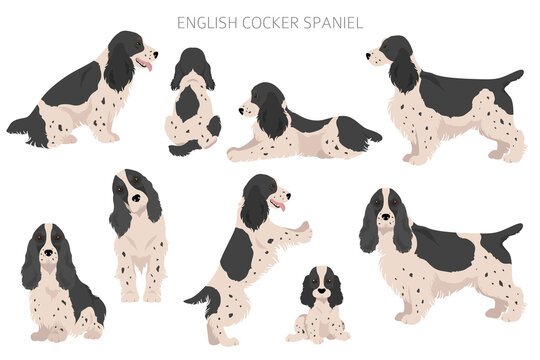 English cocker spaniel clipart. Different poses, coat colors set