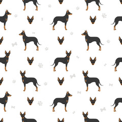 English toy terrier seamless pattern. Different poses, coat colors set