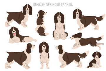 English springer spaniel clipart. Different poses, coat colors set - obrazy, fototapety, plakaty