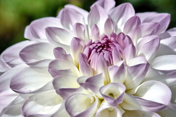 close up of pink dahlia
