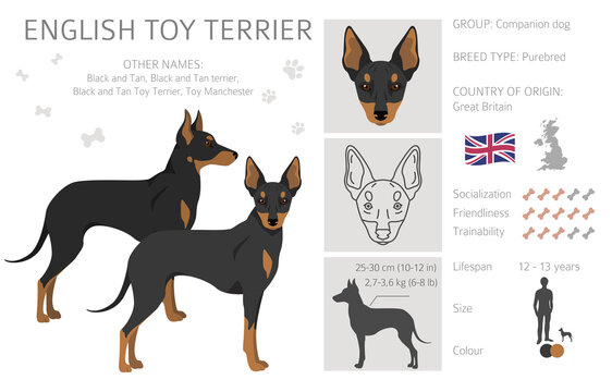 English toy terrier clipart. Different poses, coat colors set