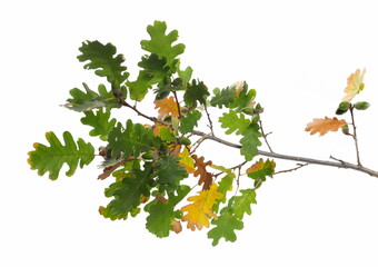 Oak leaves and young acorn on branch, green foliage isolated on white background
