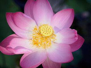 pink lotus flower