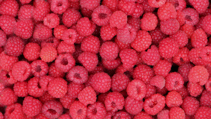 Red raspberries freshly picked and ripe, raspberries background