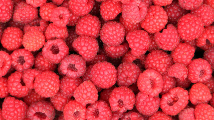 Red raspberries freshly picked and ripe, raspberries background