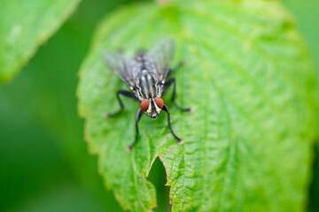 Close up macro of housefly (Musca domestica) sitting on a  green leaf