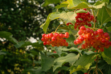 Viburnum vulgaris red. Guelder rose. Berries on the bush. 