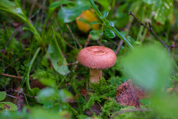 A wet woolly milkcap or bearded milkcap (Lactarius torminosus) mushroom growing in green moss forest