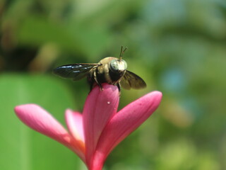 a fly perched on a red frangipani flower, a species of plumeria
