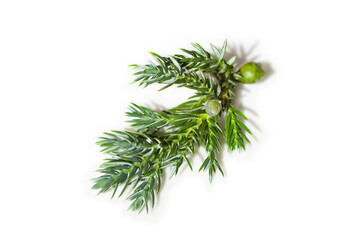 Juniperus horizontalis leaves or Creeping juniper leaves isolated on white background