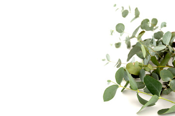 Eucalyptus live fresh green leaves isolated on white background, copy space