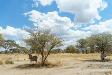Zebras resting in the shade of Tarangire National Park in Tanzania
