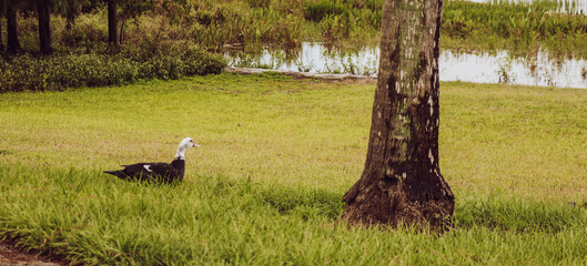 St. Cloud Lakefront Park Florida 