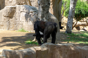 Gorilla - Nature Calls