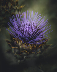 Macro shot of a bloomin thorny, purple flower with a blurred background