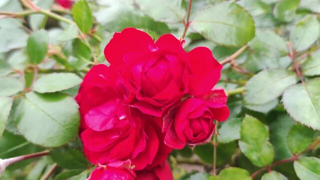 Rose flowers in the garden. Red bloom plant.